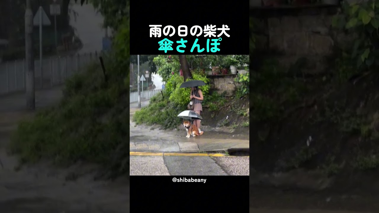雨の日の柴犬傘さんぽ