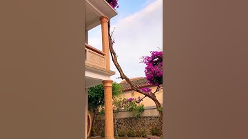 0386700914các loại hoa và cây cảnh của các nhà vườn mời mọi người chiêm ngưỡng