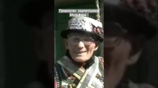 Пророцтва Мольфара Нечая, що збуваються.
