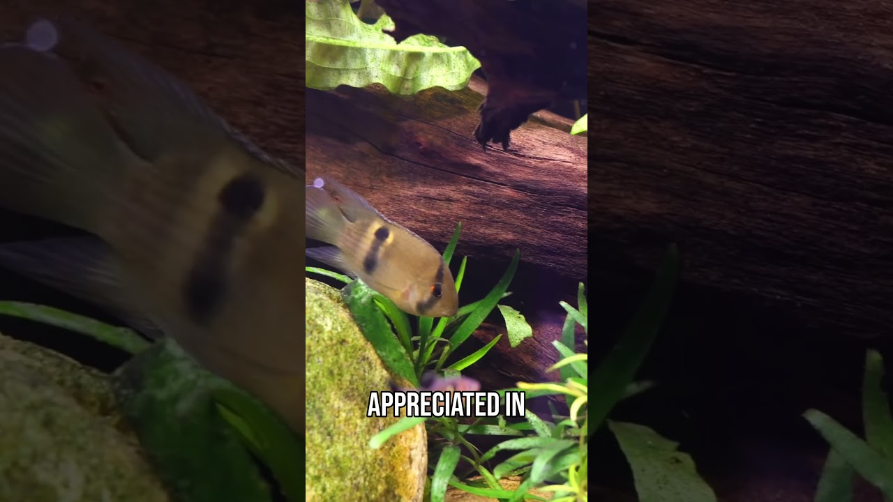 Patiently UNLOCKING the Beauty of Keyhole Cichlids!