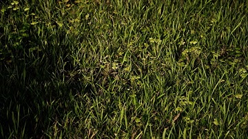 HQ Realtime Grass + Wind in 4K with Dynamic Lighting in UE4
