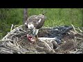 ~ Dyfi Osprey Project - Rybołowy - Nieostrożna mama z wielkim pstrągiem , krótkie spięcie maluchów ~