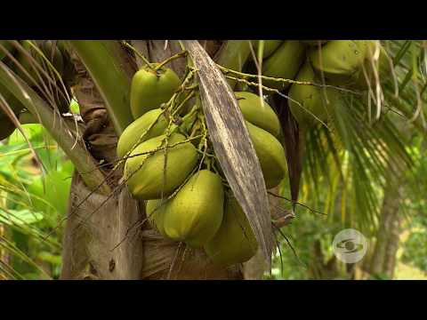 Vídeo: Per què el coco es considera una fruita seca?
