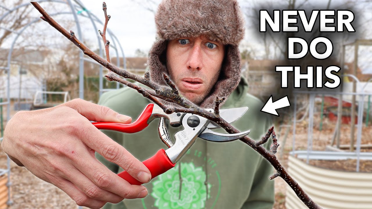 You’re Likely Killing Your Fruit Trees if You Do This...
