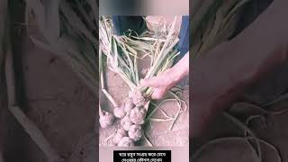 🧄 রসুন পচে যাচ্ছে? আজই শিখে নিন দীর্ঘদিন সংরক্ষণের সহজ ট্রিক