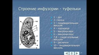 Аквариум для начинающих Инфузория и качественный сухой корм в домашних условиях Аквариум для начинающих Инфузория и качественный сухой корм в домашних условиях