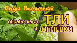 Александр Петров. Обработка от тли и огнёвки