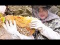 Genius girl harvests raw honey under siege of beeslinguoer