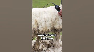 This Is Why Sheep Need To Be Sheared Regularly! #shorts #sheep #animalfacts