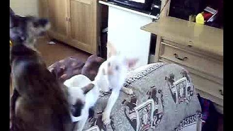 Video 807891: siamese oriental shorthair kittens