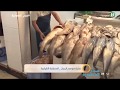 أرخص سوق للسمك والروبيان في الدمام