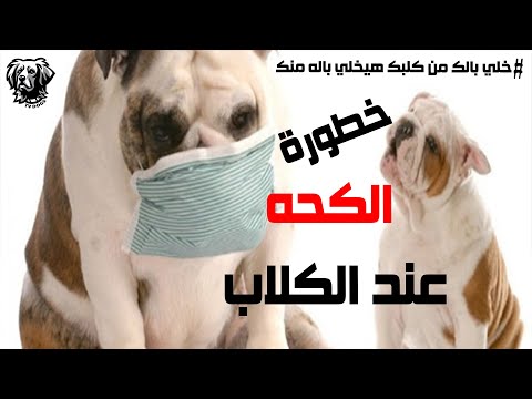 اسباب الكحة عند الكلاب وطرق الوقاية والعلاج سامر غازي