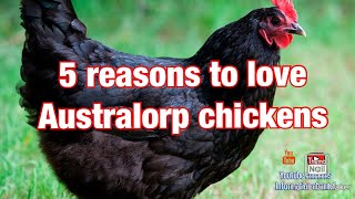 5 reasons to love Australorp chickens