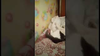 A cat just on the bed . Кошка на кроватке .