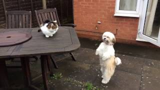 Shih tzu wants to play with cat hd