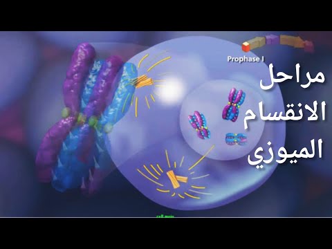 مراحل الانقسام الميوزي شرح تفصيلي رائع جدا 