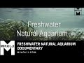 Freshwater Natural Aquarium Documentary