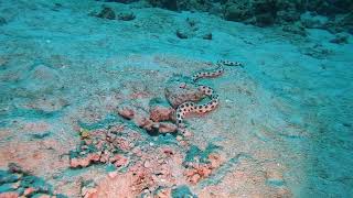 Oscillated snake eel hunting for octopus eggs Scuba Diving in Mauritius