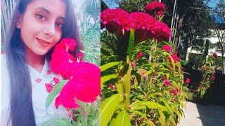  my home garden ? plants and flowers tour ? flowers collection ? beautiful plants ☘️