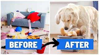 How to Teach your Dog to CLEAN UP His Toys (5 EASY Steps)