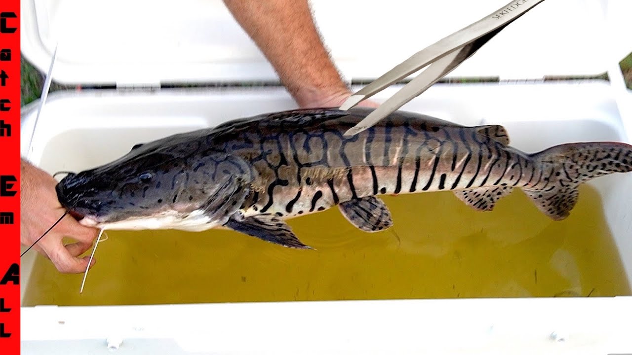 SURGERY diy for EXOTIC PET FISH **LIFE SAVING + Safe for Fish** - YouTube