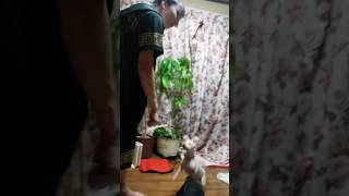 元保護犬のくりとカメラ嫌いな甥っ子