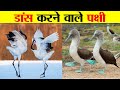 डांस करने वाले पक्षी - पार्ट २  | WONDERFUL BIRDS DANCING FOR PARTNERS - PART 2.