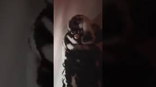 Corpse Husband - HOT DEMON BITCHES ARE NEAR U!!! (Unreleased Snippet) Corpse Husband - HOT DEMON BITCHES ARE NEAR U!!! (Unreleased Snippet)