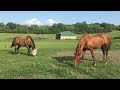 Horses Graze in Paddock (8/20/2021)
