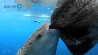 Whale shark sucks fish from net off Indonesia