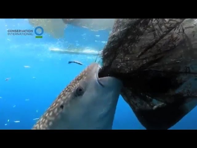 Whale Shark Eating Fish From Net