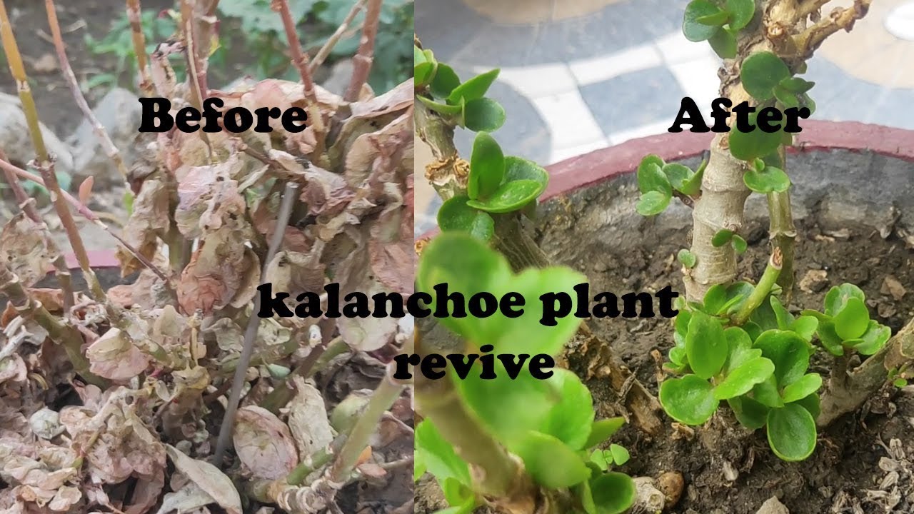 kalanchoe saving a dying kalanchoe plant YouTube