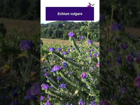 Video: Kdaj cveti echium pininana?