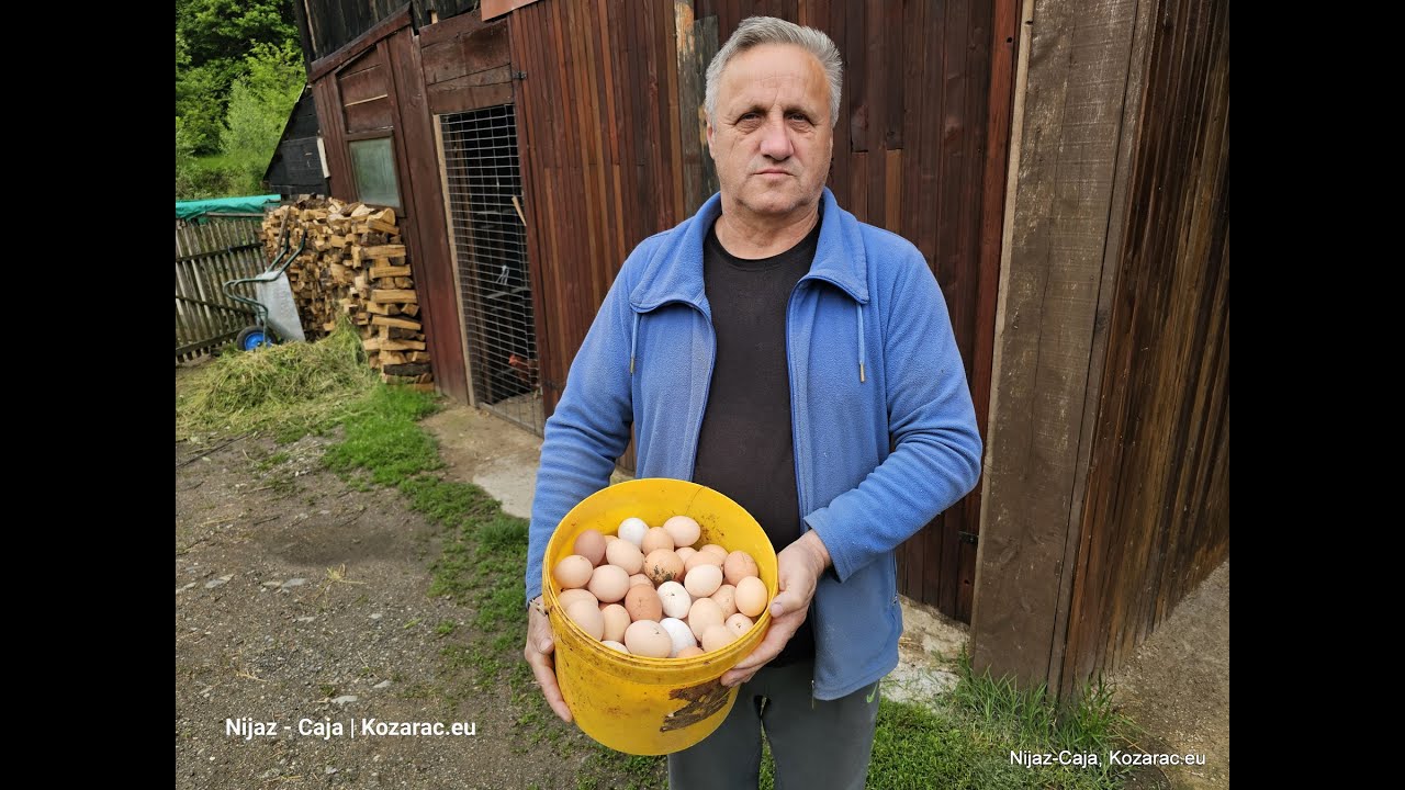AMIR HEGIĆ UZGAJA KOKE NOSILJE I PRODAJE EKO JAJA 10 05 2025  kozarac eu 1