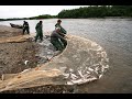 ФЕНОМЕНАЛЬНЫЙ ЗАБРОС | Рыбалка неводом прямо у бани