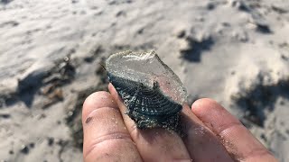 Blown Away By The By-The-Wind Sailors, Velella Velella!! | Live From Monterey Bay!