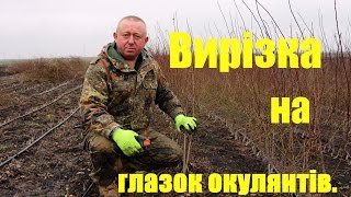 Вирізка на глазок окулянтів.(Контакти Наші саджанці вирощуються в Тернопільській області,Тернопільський район,село Мар'янівка. Наші..., 2016-03-02T21:31:38.000Z)