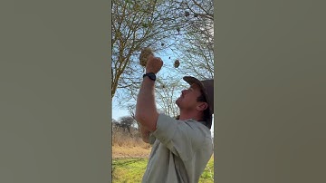 This weavers nest is an incredible work of design and construction! 🙌🏻🪹