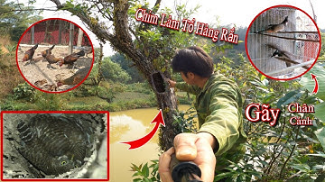 Lại Thêm Hàng Khủng - Đôi Mào Đáng Thương Và Ổ Gà Rừng Non | Dân Tộc Tây Bắc Tv