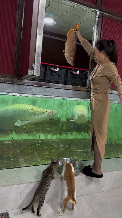 The home of the dragon fish #Arapaima #FishKeepingDiary