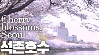 4K [Seoul Cherry Blossom] 서울벚꽃…