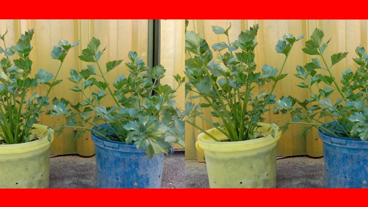 How to grow Celery in Pots YouTube