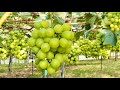 Японцы помешаны на фруктах/Фруктовые фермы Хоккайдо/Японский виноград/Японские фрукты/Агротуризм