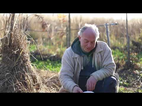 Видео: Зимний уход за зимостойкими киви - требуется ли морозостойким киви перезимовка