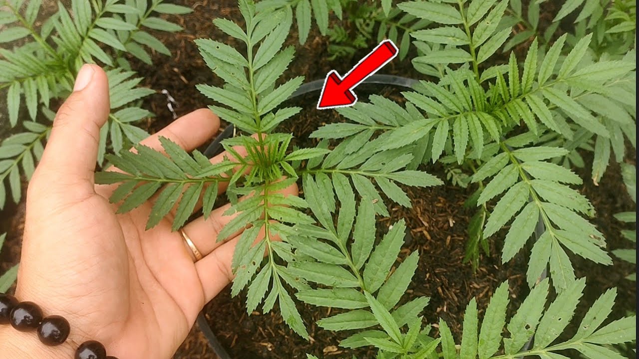 cách trồng bông vạn thọ tết 2026 tại nhà đơn giản - huỳnh tinh vlog 