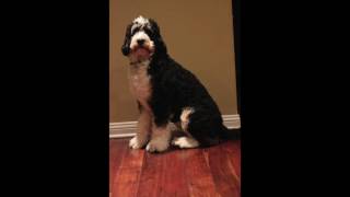 Bernedoodle growth and timelapse video!
