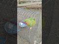 Tote ki Sundar awaaz #cute #parrot #birds