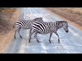 Heavily Pregnant Zebra | Amazing Wildlife Sightings