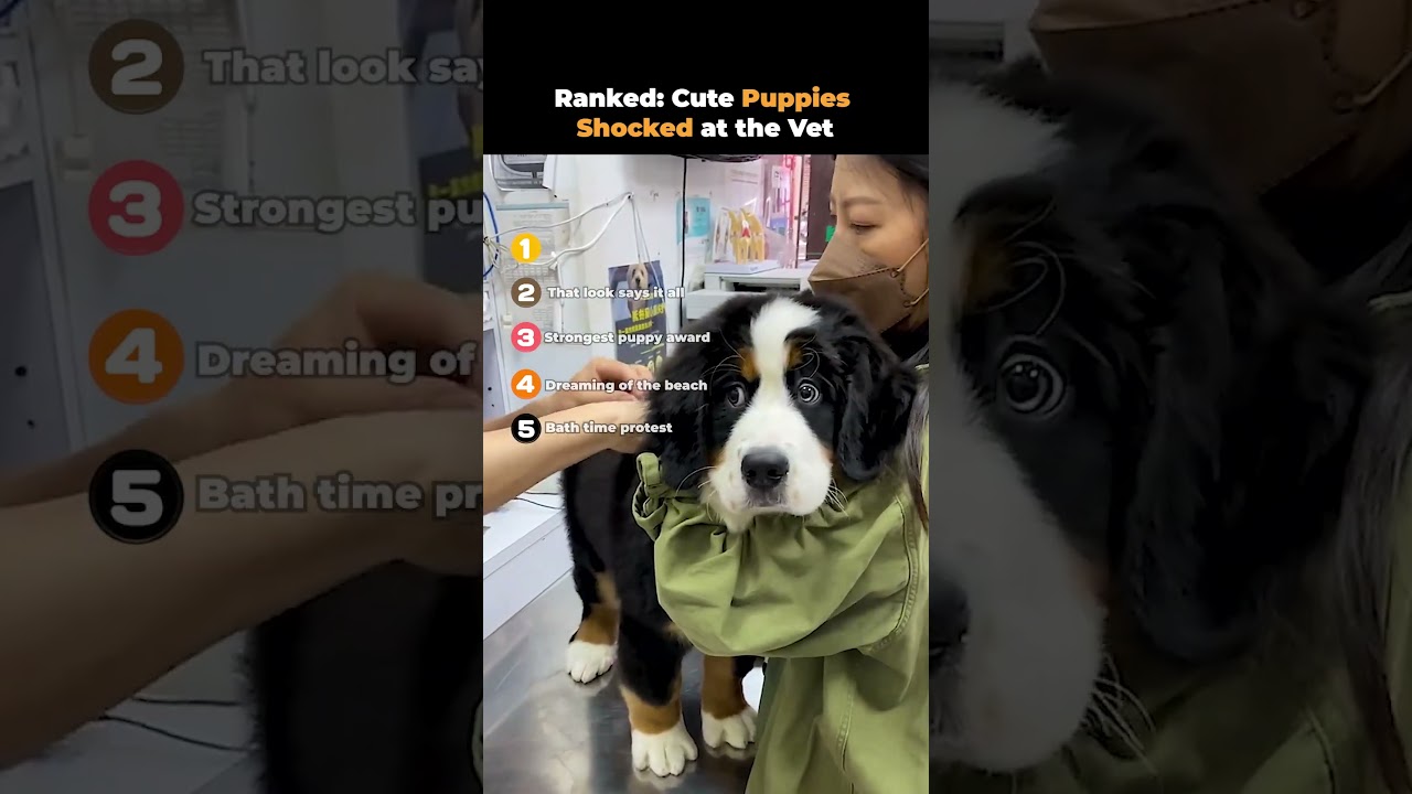 Рейтинг: милые щенки в шоке от ветеринара 🤣🐶