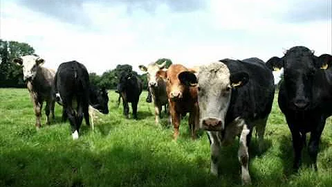 Kentucky Farmers Care- John Boren.wmv
